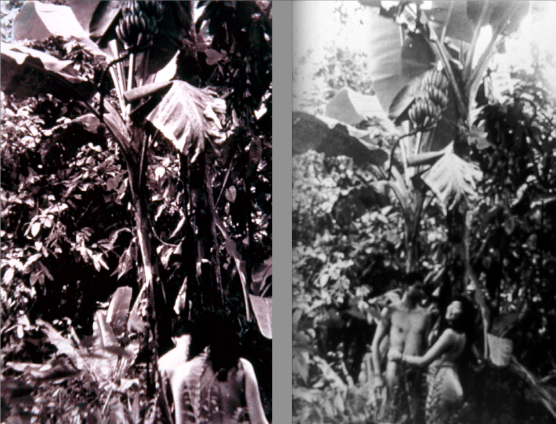 José-Alejandro-Restrepo-Musa-Paradisíaca