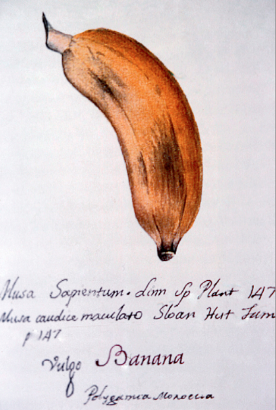 Musa-Linneo