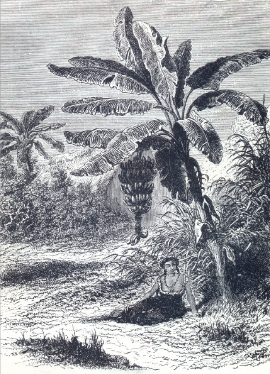 Musa1