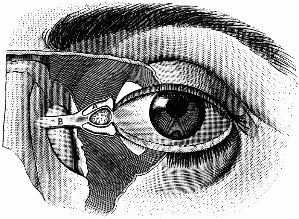 eyeball_15633_lg
