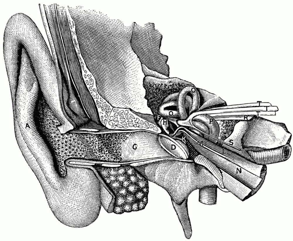 hearingorgn_15579_lg