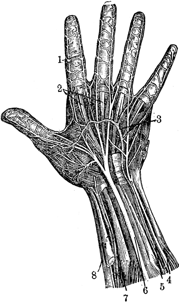 human_hand_30698_lg.gif