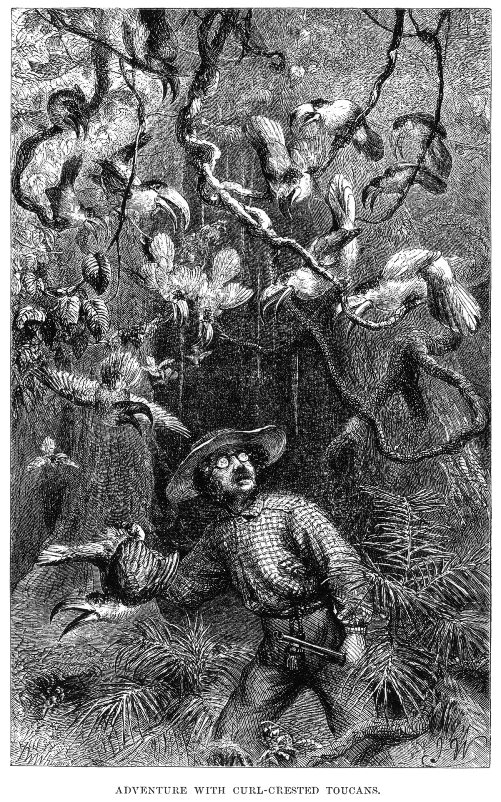 1200px-Naturalist_on_the_River_Amazons_figure_32