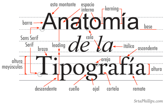 anatomia_tipos_phillips