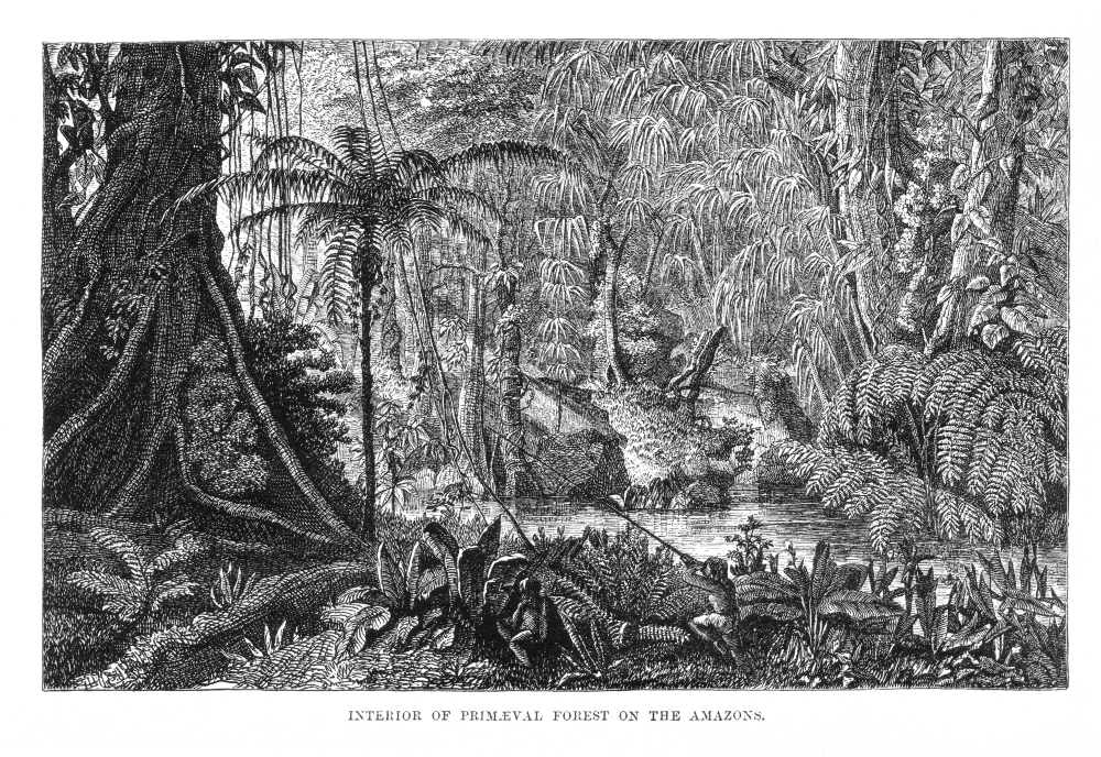 Naturalist_on_the_River_Amazons_figure_4