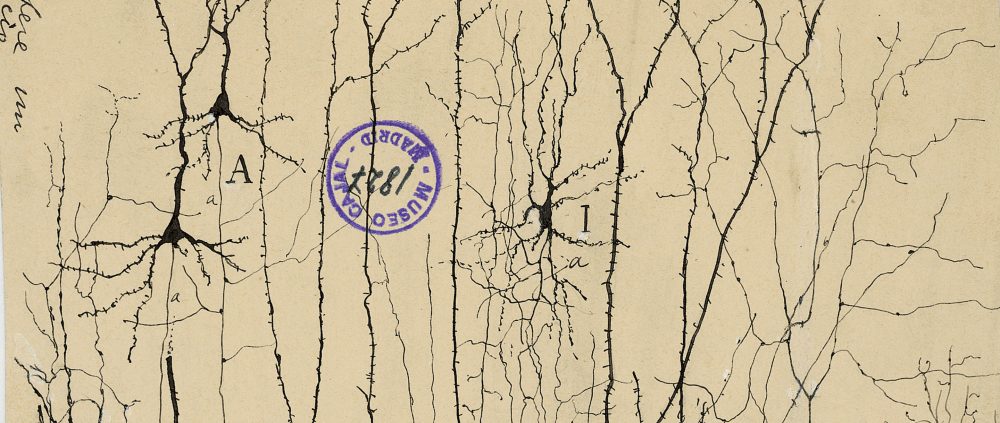 RamonyCajal_2880x1220-2880x1220